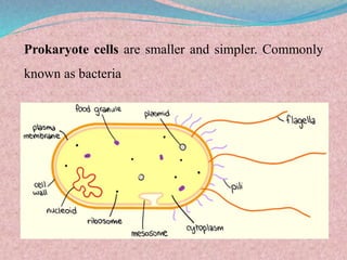 Prokaryote cells are smaller and simpler. Commonly
known as bacteria
 