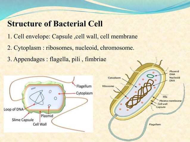 Prokaryotic cell | PPTX | Biological Sciences | Science