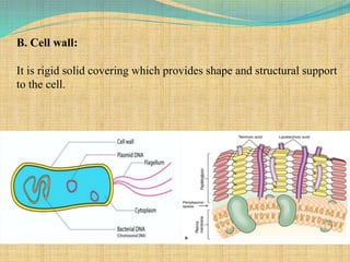 B. Cell wall:
It is rigid solid covering which provides shape and structural support
to the cell.
 