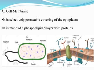 C. Cell Membrane
•It is selectively permeable covering of the cytoplasm
•It is made of a phospholipid bilayer with proteins
 