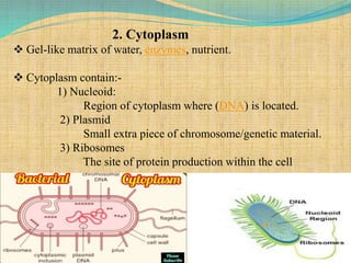 2. Cytoplasm
 Gel-like matrix of water, enzymes, nutrient.
 Cytoplasm contain:-
1) Nucleoid:
Region of cytoplasm where (DNA) is located.
2) Plasmid
Small extra piece of chromosome/genetic material.
3) Ribosomes
The site of protein production within the cell
 
