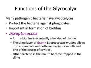 Functions of the Glycocalyx
Many pathogenic bacteria have glycocalyces
• Protect the bacteria against phagocytes
• Important in formation of biofilms
• Streptococcus
– form a biofilm & eventually a buildup of plaque.
– The slime layer of Gram+ Streptococcus mutans allows
it to accumulate on tooth enamel (yuck mouth and
one of the causes of cavities).
– Other bacteria in the mouth become trapped in the
slime
 