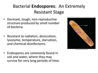 Bacterial Endospores: An Extremely
Resistant Stage
• Dormant, tough, non-reproductive
structure produced by small number
of bacteria.
• Resistant to radiation, desiccation,
lysozyme, temperature, starvation,
and chemical disinfectants.
• Endospores are commonly found in
soil and water, where they may
survive for very long periods of time.
 