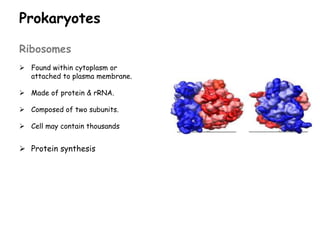 Prokaryotes
Ribosomes
 Found within cytoplasm or
attached to plasma membrane.
 Made of protein & rRNA.
 Composed of two subunits.
 Cell may contain thousands
 Protein synthesis
 