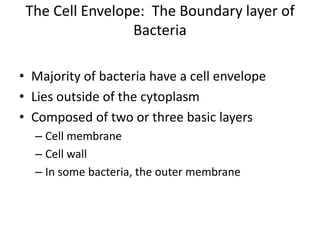 The Cell Envelope: The Boundary layer of
Bacteria
• Majority of bacteria have a cell envelope
• Lies outside of the cytoplasm
• Composed of two or three basic layers
– Cell membrane
– Cell wall
– In some bacteria, the outer membrane
 