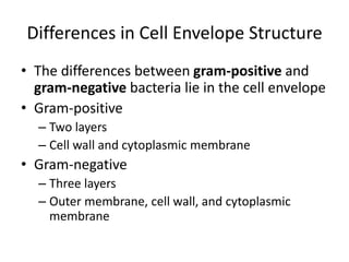 Differences in Cell Envelope Structure
• The differences between gram-positive and
gram-negative bacteria lie in the cell envelope
• Gram-positive
– Two layers
– Cell wall and cytoplasmic membrane
• Gram-negative
– Three layers
– Outer membrane, cell wall, and cytoplasmic
membrane
 