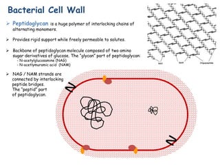  Peptidoglycan is a huge polymer of interlocking chains of
alternating monomers.
 Provides rigid support while freely permeable to solutes.
 Backbone of peptidoglycan molecule composed of two amino
sugar derivatives of glucose. The “glycan” part of peptidoglycan:
- N-acetylglucosamine (NAG)
- N-acetlymuramic acid (NAM)
 NAG / NAM strands are
connected by interlocking
peptide bridges.
The “peptid” part
of peptidoglycan.
Bacterial Cell Wall
 