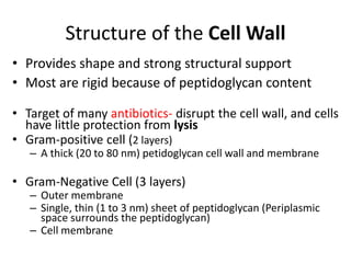 Structure of the Cell Wall
• Provides shape and strong structural support
• Most are rigid because of peptidoglycan content
• Target of many antibiotics- disrupt the cell wall, and cells
have little protection from lysis
• Gram-positive cell (2 layers)
– A thick (20 to 80 nm) petidoglycan cell wall and membrane
• Gram-Negative Cell (3 layers)
– Outer membrane
– Single, thin (1 to 3 nm) sheet of peptidoglycan (Periplasmic
space surrounds the peptidoglycan)
– Cell membrane
 