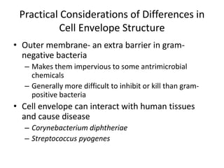 Practical Considerations of Differences in
Cell Envelope Structure
• Outer membrane- an extra barrier in gram-
negative bacteria
– Makes them impervious to some antrimicrobial
chemicals
– Generally more difficult to inhibit or kill than gram-
positive bacteria
• Cell envelope can interact with human tissues
and cause disease
– Corynebacterium diphtheriae
– Streptococcus pyogenes
 