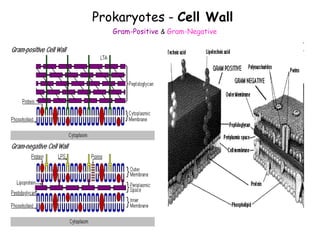 Prokaryotes - Cell Wall
Gram-Positive & Gram-Negative
 