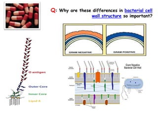 Q: Why are these differences in bacterial cell
wall structure so important?
 