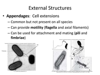External Structures
• Appendages: Cell extensions
– Common but not present on all species
– Can provide motility (flagella and axial filaments)
– Can be used for attachment and mating (pili and
fimbriae)
 
