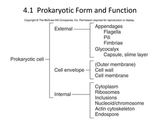4.1 Prokaryotic Form and Function
 