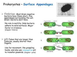 Prokaryotes – Surface Appendages
 fimbriae: Most Gram-negative
bacteria have these short, fine
appendages surrounding the cell.
Gram+ bacteria don’t have.
No role in motility. Help bacteria
adhere to solid surfaces. Major
factor in virulence.
(singular: fimbria)
 pili:Tubes that are longer than
fimbriae, usually shorter than
flagella.
Use for movement, like grappling
hooks, and also use conjugation pili
to transfer plasmids. (singular = pilus)
 