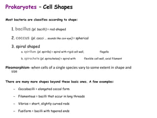 Prokaryotes – Cell Shapes
Most bacteria are classifies according to shape:
1. bacillus (pl. bacilli) = rod-shaped
2. coccus (pl. cocci … sounds like cox-eye) = spherical
3. spiral shaped
a. spirillum (pl. spirilla) = spiral with rigid cell wall, flagella
b. spirochete (pl. spirochetes) = spiral with flexible cell wall, axial filament
Pleomorphism- when cells of a single species vary to some extent in shape and
size
There are many more shapes beyond these basic ones. A few examples:
– Coccobacilli = elongated coccal form
– Filamentous = bacilli that occur in long threads
– Vibrios = short, slightly curved rods
– Fusiform = bacilli with tapered ends
 