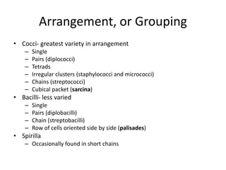 Arrangement, or Grouping
• Cocci- greatest variety in arrangement
– Single
– Pairs (diplococci)
– Tetrads
– Irregular clusters (staphylococci and micrococci)
– Chains (streptococci)
– Cubical packet (sarcina)
• Bacilli- less varied
– Single
– Pairs (diplobacilli)
– Chain (streptobacilli)
– Row of cells oriented side by side (palisades)
• Spirilla
– Occasionally found in short chains
 