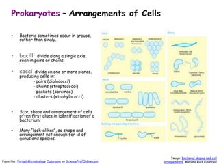 Prokaryotes – Arrangements of Cells
• Bacteria sometimes occur in groups,
rather than singly.
• bacilli divide along a single axis,
seen in pairs or chains.
• cocci divide on one or more planes,
producing cells in:
- pairs (diplococci)
- chains (streptococci)
- packets (sarcinae)
- clusters (staphylococci).
• Size, shape and arrangement of cells
often first clues in identification of a
bacterium.
• Many “look-alikes”, so shape and
arrangement not enough for id of
genus and species.
Image: Bacterial shapes and cell
arrangements, Mariana Ruiz Villarreal
From the Virtual Microbiology Classroom on ScienceProfOnline.com
 