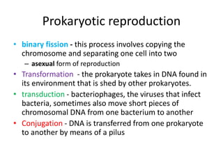 Prokaryotic reproduction
• binary fission - this process involves copying the
chromosome and separating one cell into two
– asexual form of reproduction
• Transformation - the prokaryote takes in DNA found in
its environment that is shed by other prokaryotes.
• transduction - bacteriophages, the viruses that infect
bacteria, sometimes also move short pieces of
chromosomal DNA from one bacterium to another
• Conjugation - DNA is transferred from one prokaryote
to another by means of a pilus
 
