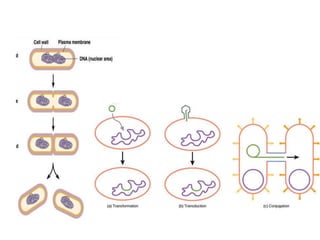 Prokaryotic cell.pptx