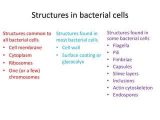 Structures in bacterial cells
Structures common to
all bacterial cells
• Cell membrane
• Cytoplasm
• Ribosomes
• One (or a few)
chromosomes
Structures found in
most bacterial cells
• Cell wall
• Surface coating or
glycocalyx
Structures found in
some bacterial cells
• Flagella
• Pili
• Fimbriae
• Capsules
• Slime layers
• Inclusions
• Actin cytoskeleton
• Endospores
 