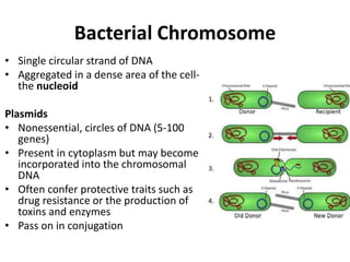 Bacterial Chromosome
• Single circular strand of DNA
• Aggregated in a dense area of the cell-
the nucleoid
Plasmids
• Nonessential, circles of DNA (5-100
genes)
• Present in cytoplasm but may become
incorporated into the chromosomal
DNA
• Often confer protective traits such as
drug resistance or the production of
toxins and enzymes
• Pass on in conjugation
 