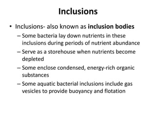 Inclusions
• Inclusions- also known as inclusion bodies
– Some bacteria lay down nutrients in these
inclusions during periods of nutrient abundance
– Serve as a storehouse when nutrients become
depleted
– Some enclose condensed, energy-rich organic
substances
– Some aquatic bacterial inclusions include gas
vesicles to provide buoyancy and flotation
 