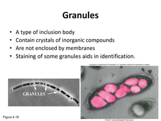 Granules
• A type of inclusion body
• Contain crystals of inorganic compounds
• Are not enclosed by membranes
• Staining of some granules aids in identification.
Figure 4.19
 
