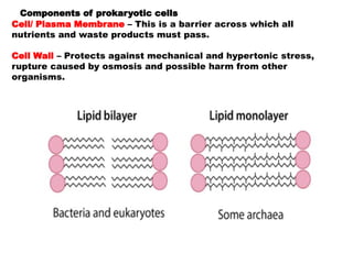 Comprehensive Overview of Prokaryotic Cell Structure and Function | PPTX