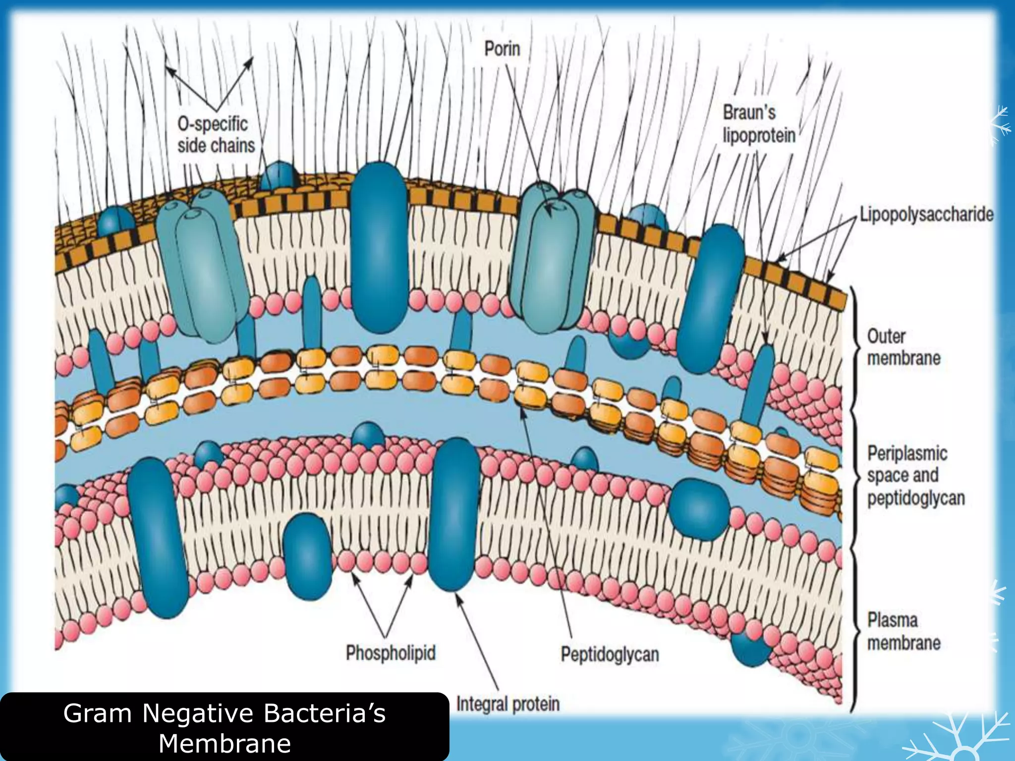 Gram Negative Bacteria’s
Membrane
 