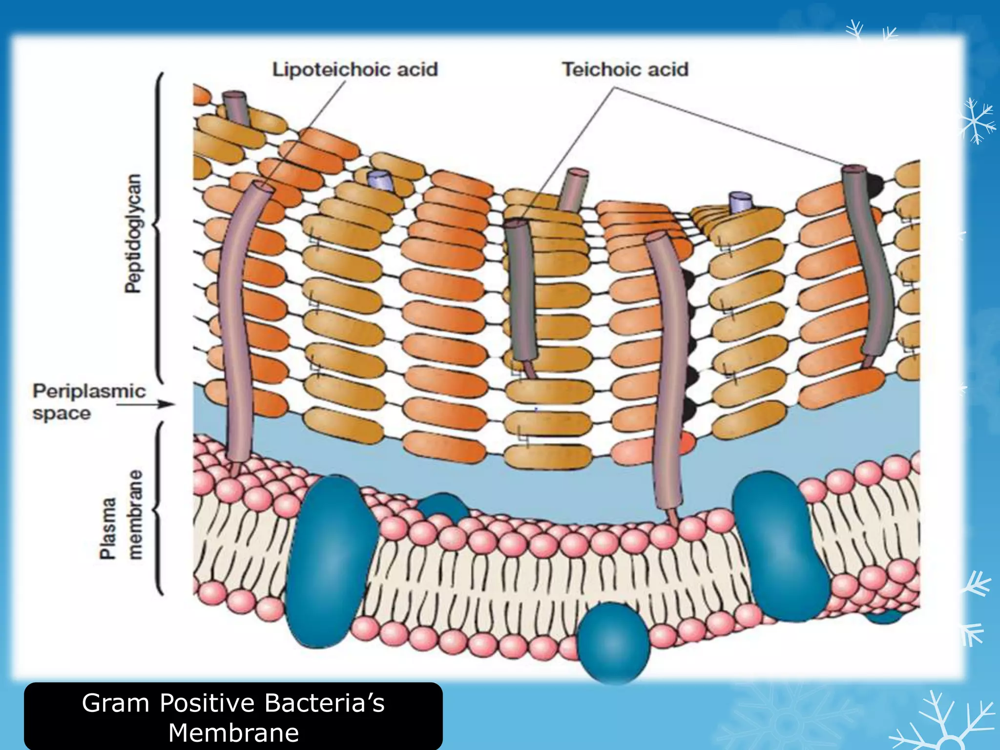 Gram Positive Bacteria’s
Membrane
 