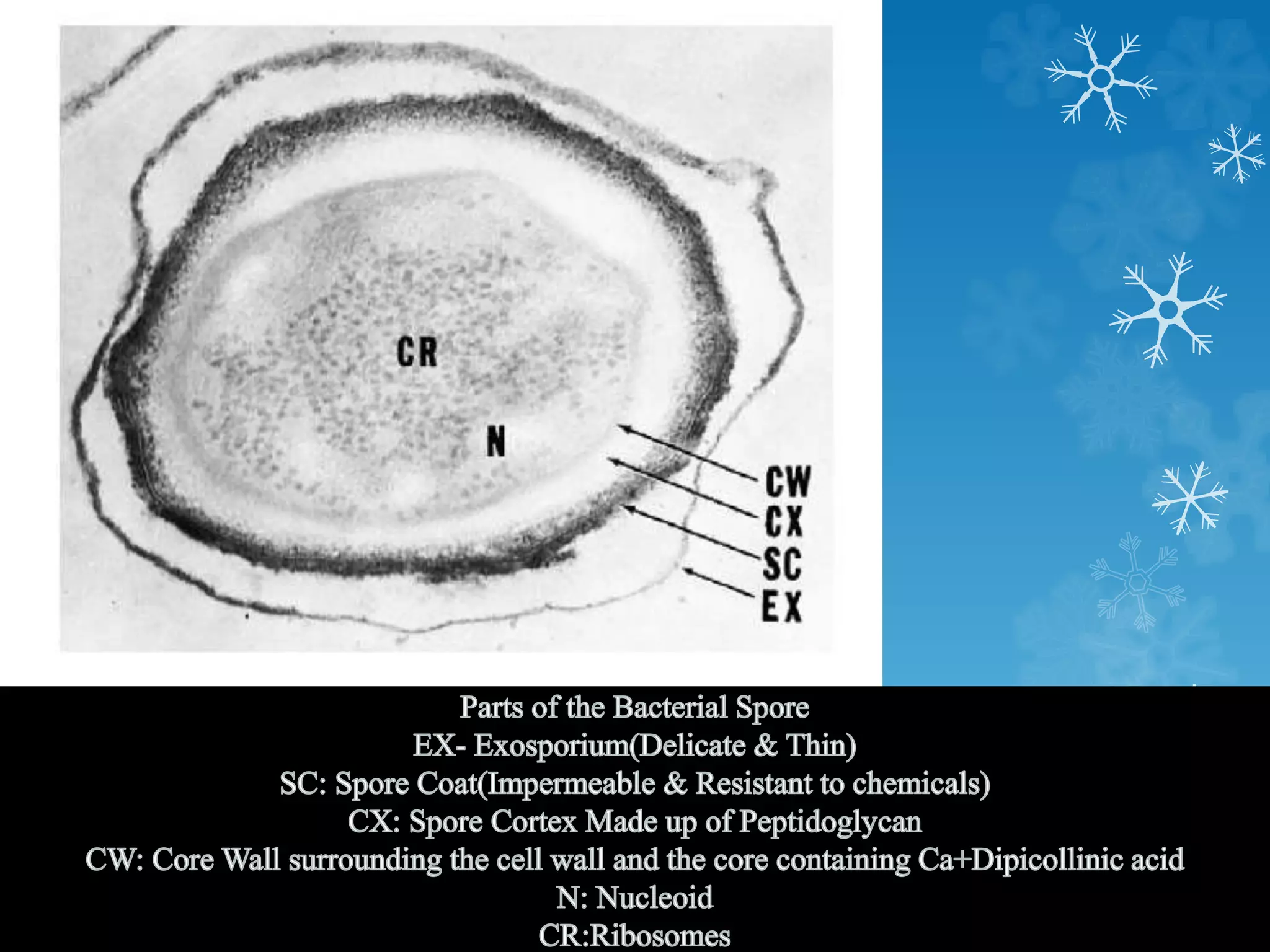 Prokaryotic Cell- Brief Intro