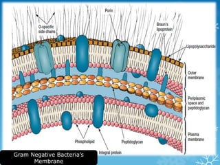 Gram Negative Bacteria’s
Membrane
 