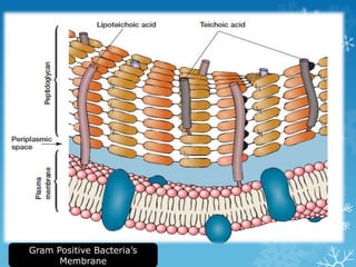 Gram Positive Bacteria’s
Membrane
 
