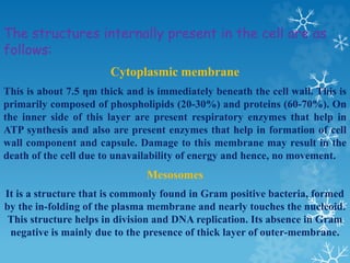 The structures internally present in the cell are as
follows:
Cytoplasmic membrane
This is about 7.5 ηm thick and is immediately beneath the cell wall. This is
primarily composed of phospholipids (20-30%) and proteins (60-70%). On
the inner side of this layer are present respiratory enzymes that help in
ATP synthesis and also are present enzymes that help in formation of cell
wall component and capsule. Damage to this membrane may result in the
death of the cell due to unavailability of energy and hence, no movement.
Mesosomes
It is a structure that is commonly found in Gram positive bacteria, formed
by the in-folding of the plasma membrane and nearly touches the nucleoid.
This structure helps in division and DNA replication. Its absence in Gram
negative is mainly due to the presence of thick layer of outer-membrane.
 