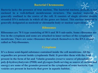 Bacterial Chromosome
Bacteria lacks the presence of true nucleus. The bacterial nucleus, present, is not
enclosed in a well-defined membranous structure. The nuclear material is
generally confined to the centre of the cell. It consists of single circular double
stranded DNA molecule in which all the genes are linked. This nuclear material is
generally designated as nucleoid or chromatin body or nuclear equivalent.
Ribosomes
Ribosomes are 70 S type consisting of 50 S and 30 S sub-units. Some ribosomes are
free in the cytoplasm and some are attached to inner surface of the cytoplasmic
membrane. There are some ribosomes that attach themselves to the RNA strand
called as Polyribosomes.
Cytoplasm
It’s a dense semi-liquid substance contained inside the cell membrane. All the
organelles are present inside cytoplasmic fluid. It provides them with the food
present in the form of fat and Volutin granules (reserve source of phosphate),
poly-β-hydroxybutyrate (PHB) and glycogen (both serving as source of carbon and
energy) are some of the granules present in the cytoplasm of some bacteria. Gas
vesicles are present in bacteria that grow in aquatic habitat.
 