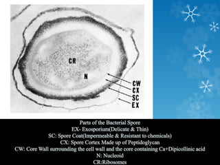 Prokaryotic Cell- Brief Intro