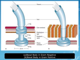 (a)Basal Body in Gram Negative
(b)Basal Body in Gram Positive
 