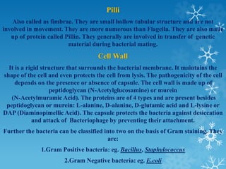Pilli
Also called as fimbrae. They are small hollow tubular structure and are not
involved in movement. They are more numerous than Flagella. They are also made
up of protein called Pillin. They generally are involved in transfer of genetic
material during bacterial mating.
Cell Wall
It is a rigid structure that surrounds the bacterial membrane. It maintains the
shape of the cell and even protects the cell from lysis. The pathogenicity of the cell
depends on the presence or absence of capsule. The cell wall is made up of
peptidoglycan (N-Acetylglucosamine) or murein
(N-Acetylmuramic Acid). The proteins are of 4 types and are present besides
peptidoglycan or murein: L-alanine, D-alanine, D-glutamic acid and L-lysine or
DAP (Diaminopimellic Acid). The capsule protects the bacteria against desiccation
and attack of Bacteriophage by preventing their attachment.
Further the bacteria can be classified into two on the basis of Gram staining. They
are:
1.Gram Positive bacteria: eg. Bacillus, Staphylococcus
2.Gram Negative bacteria: eg. E.coli
 