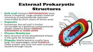 Prokaryotic cell ppt | PPT