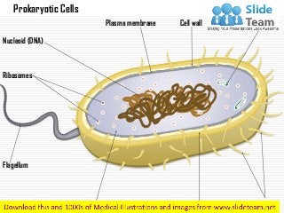 Prokaryotic Cells
Nucleoid (DNA)
Ribosomes
Flagellum
Cytoplasm
Plasmid
PiliCapsule
Cell wallPlasma membrane
 