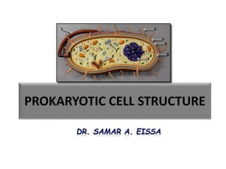 PROKARYOTIC CELL STRUCTURE
 