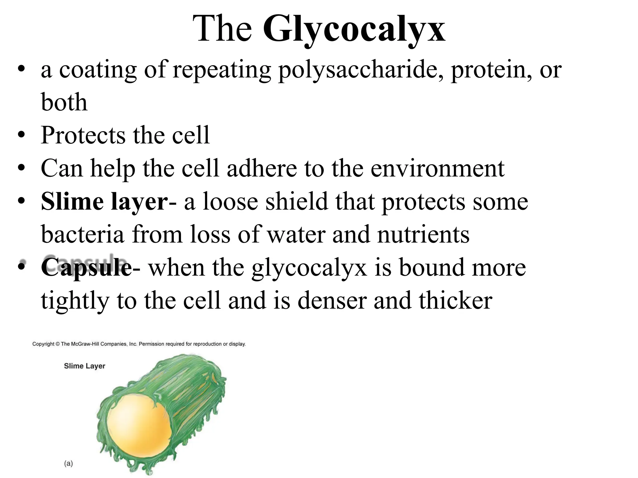 The Glycocalyx
• a coating of repeating polysaccharide, protein, or
both
• Protects the cell
• Can help the cell adhere to the environment
• Slime layer- a loose shield that protects some
bacteria from loss of water and nutrients
• Capsule- when the glycocalyx is bound more
tightly to the cell and is denser and thicker
 