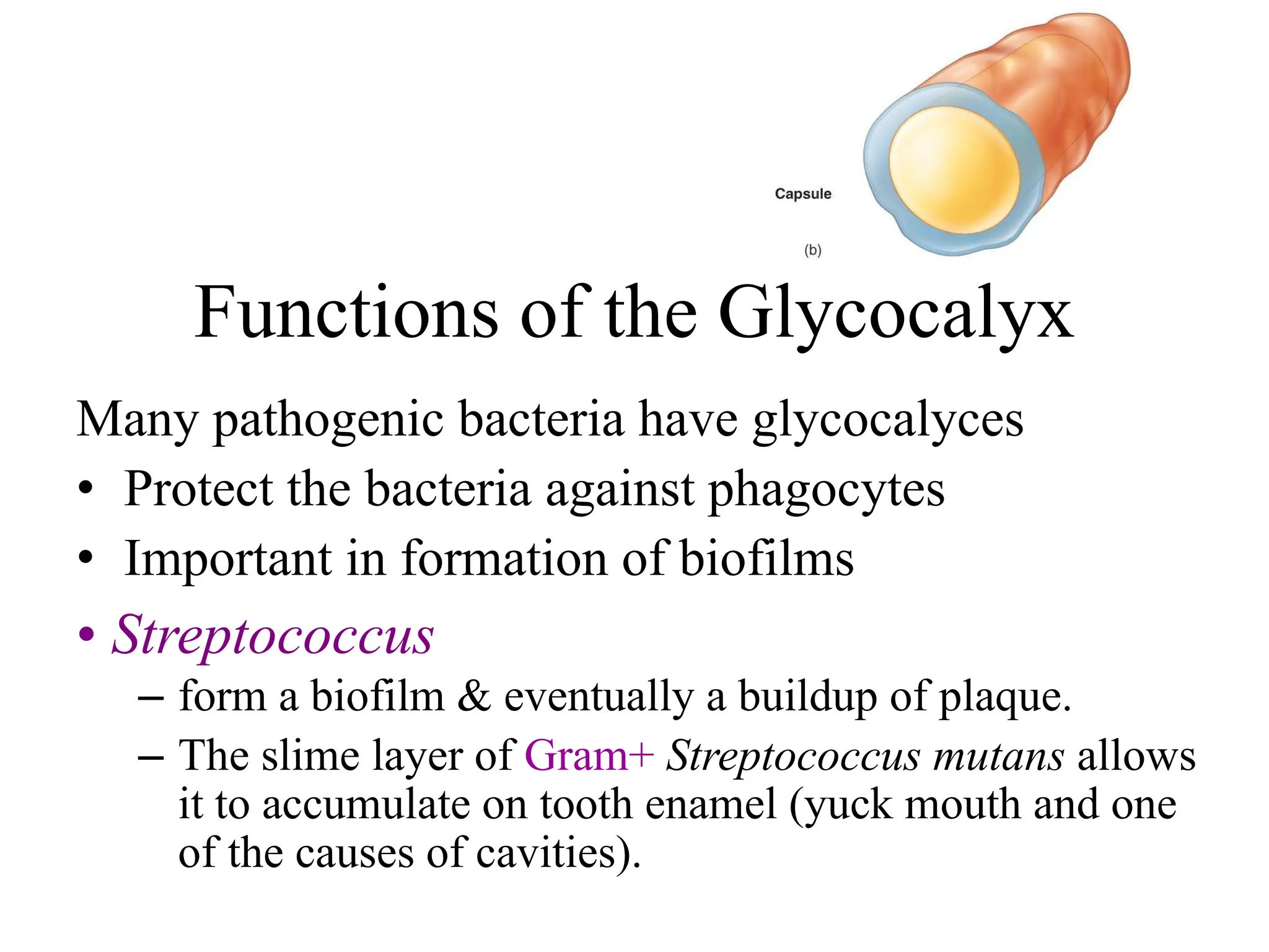 Functions of the Glycocalyx
Many pathogenic bacteria have glycocalyces
• Protect the bacteria against phagocytes
• Important in formation of biofilms
• Streptococcus
– form a biofilm & eventually a buildup of plaque.
– The slime layer of Gram+ Streptococcus mutans allows
it to accumulate on tooth enamel (yuck mouth and one
of the causes of cavities).
 
