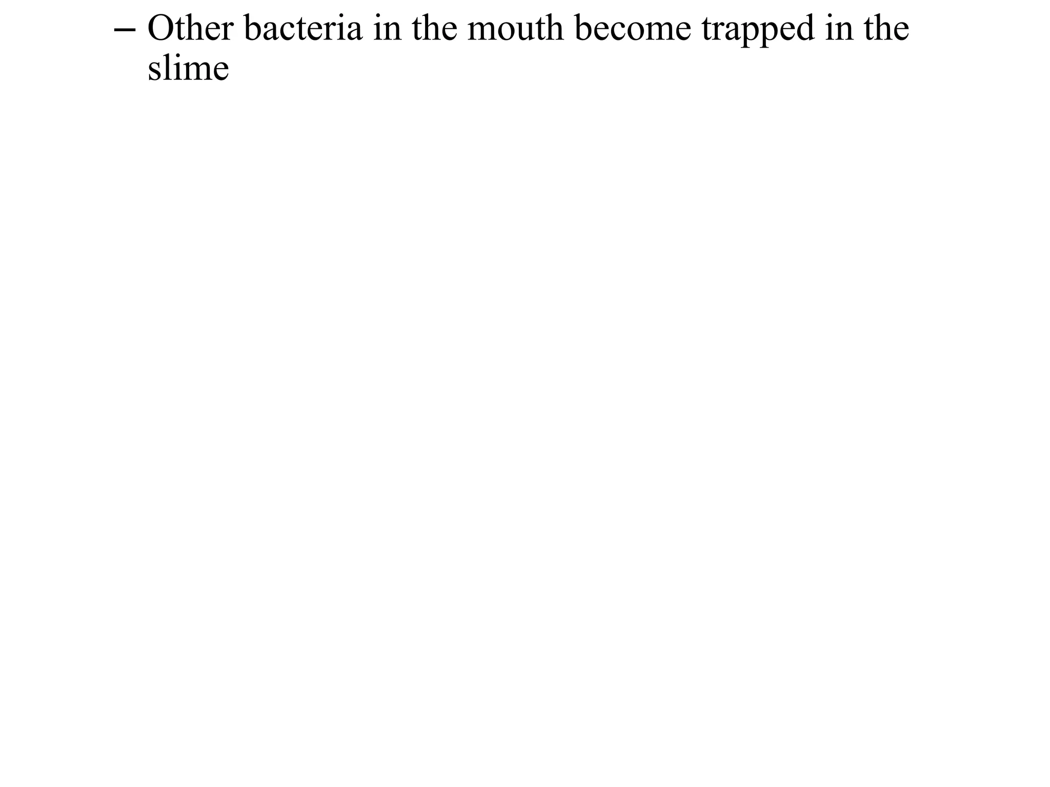– Other bacteria in the mouth become trapped in the
slime
 