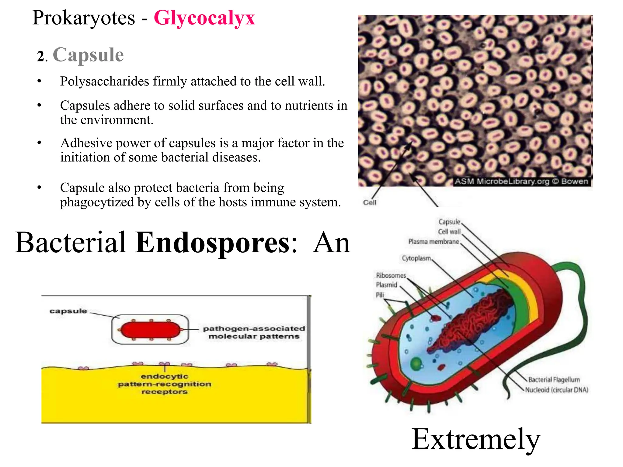 Prokaryotes - Glycocalyx
2. Capsule
• Polysaccharides firmly attached to the cell wall.
• Capsules adhere to solid surfaces and to nutrients in
the environment.
• Adhesive power of capsules is a major factor in the
initiation of some bacterial diseases.
• Capsule also protect bacteria from being
phagocytized by cells of the hosts immune system.
Bacterial Endospores: An
Extremely
 