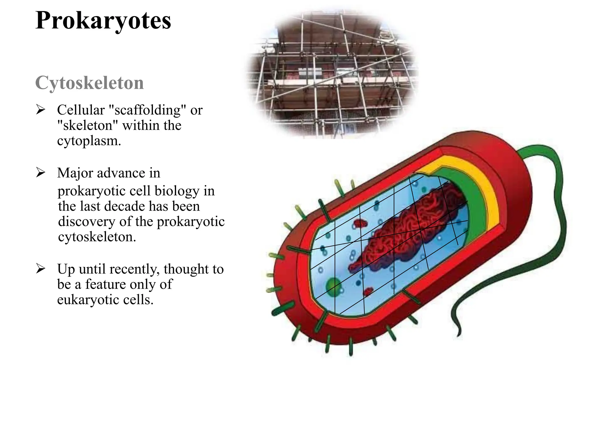Prokaryotes
Cytoskeleton
➢ Cellular "scaffolding" or
"skeleton" within the
cytoplasm.
➢ Major advance in
prokaryotic cell biology in
the last decade has been
discovery of the prokaryotic
cytoskeleton.
➢ Up until recently, thought to
be a feature only of
eukaryotic cells.
 