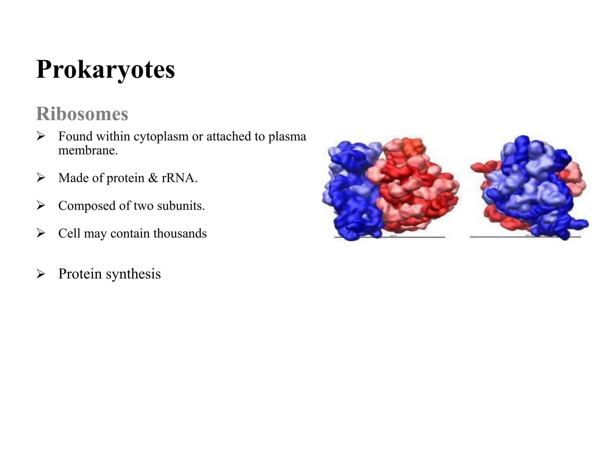 Prokaryotes
Ribosomes
➢ Found within cytoplasm or attached to plasma
membrane.
➢ Made of protein & rRNA.
➢ Composed of two subunits.
➢ Cell may contain thousands
➢ Protein synthesis
 