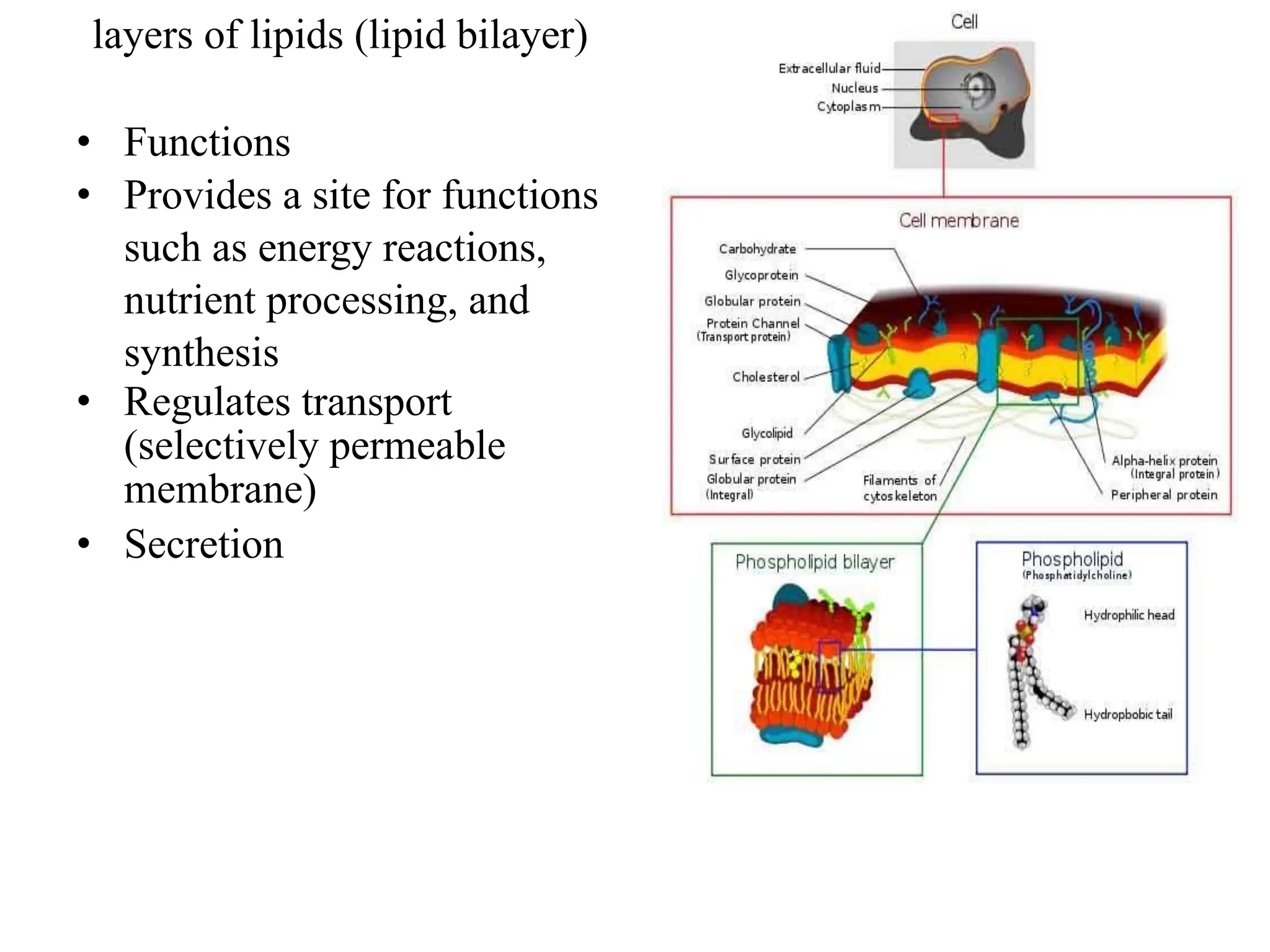 layers of lipids (lipid bilayer)
• Functions
• Provides a site for functions
such as energy reactions,
nutrient processing, and
synthesis
• Regulates transport
(selectively permeable
membrane)
• Secretion
 