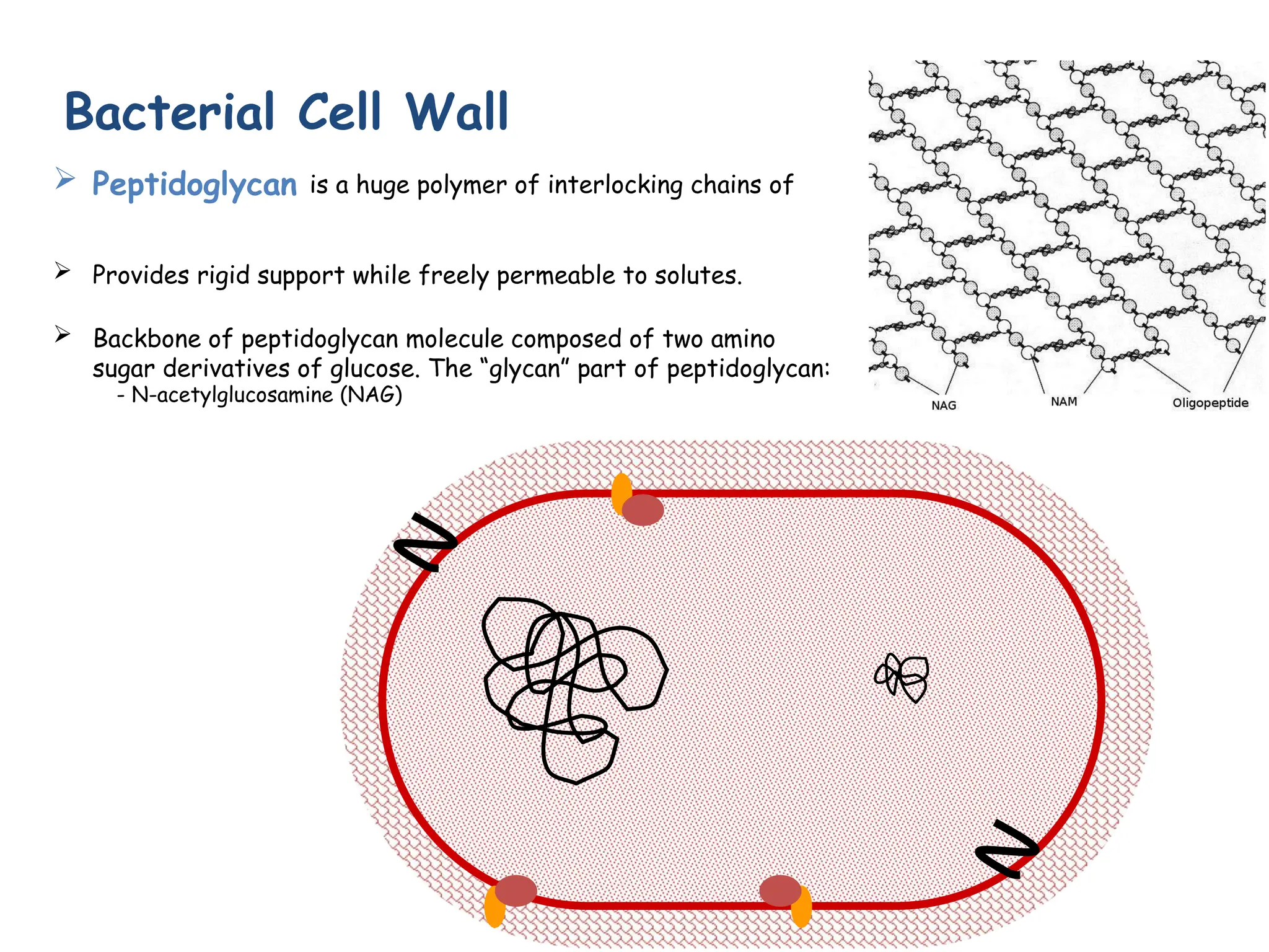 ➢ Peptidoglycan is a huge polymer of interlocking chains of
➢ Provides rigid support while freely permeable to solutes.
➢ Backbone of peptidoglycan molecule composed of two amino
sugar derivatives of glucose. The “glycan” part of peptidoglycan:
- N-acetylglucosamine (NAG)
Bacterial Cell Wall
 