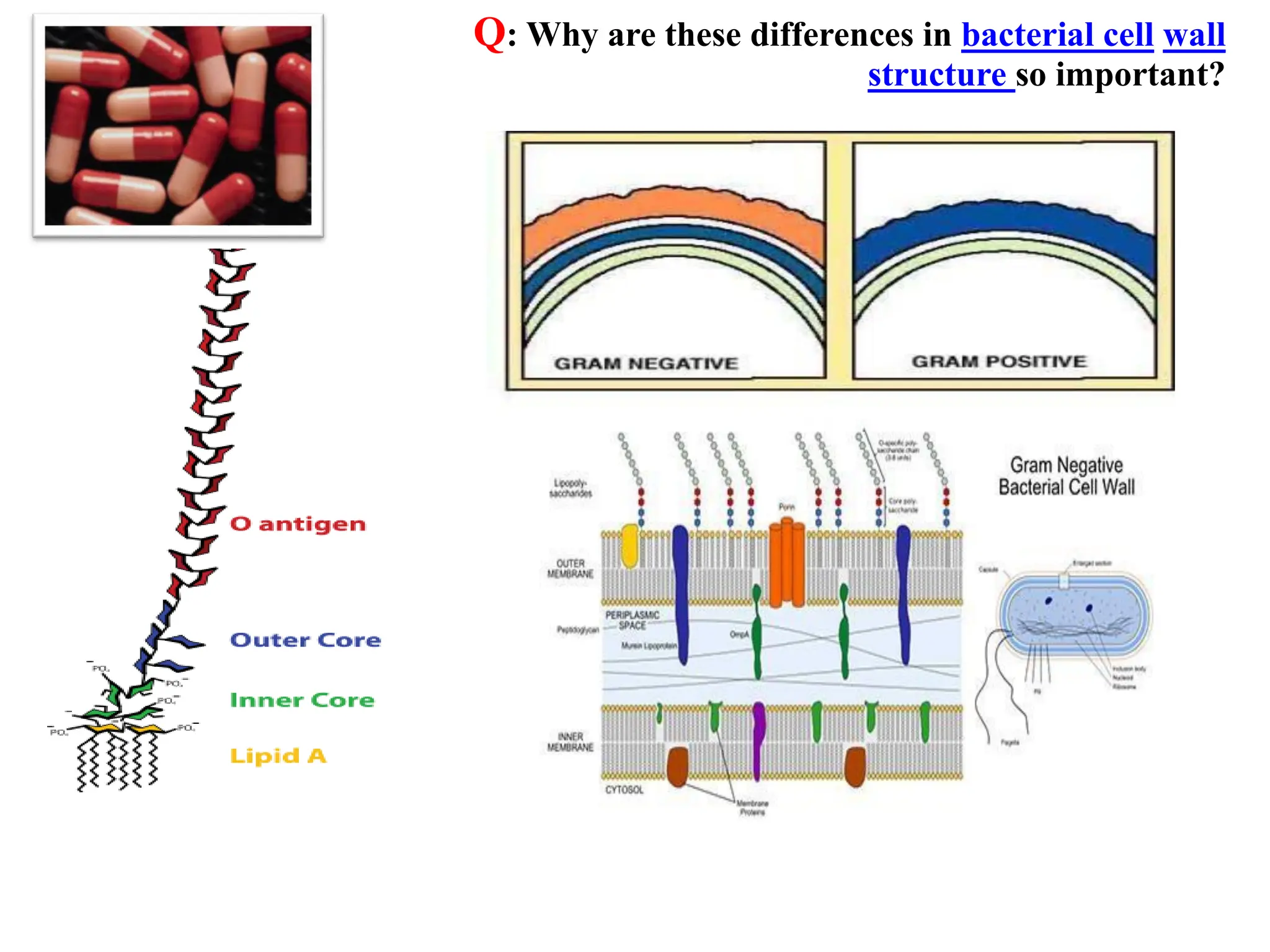 Q: Why are these differences in bacterial cell wall
structure so important?
 